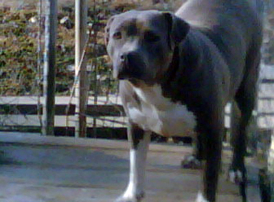 test dog